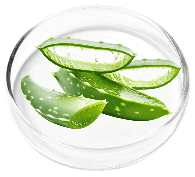 Aloe Vera ingredient
