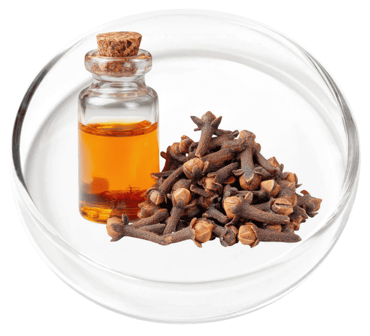 Clove Bud Oil ingredient
