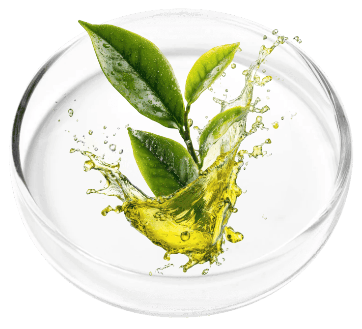 Tea Tree Oil ingredient